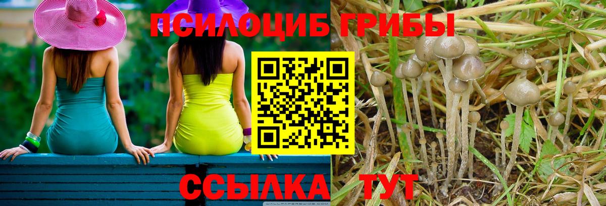 Протвино  Галлюциногенные грибы Cubensis  Вход с VPN  Псилоцибиновые грибы Psilocybine cubensis 